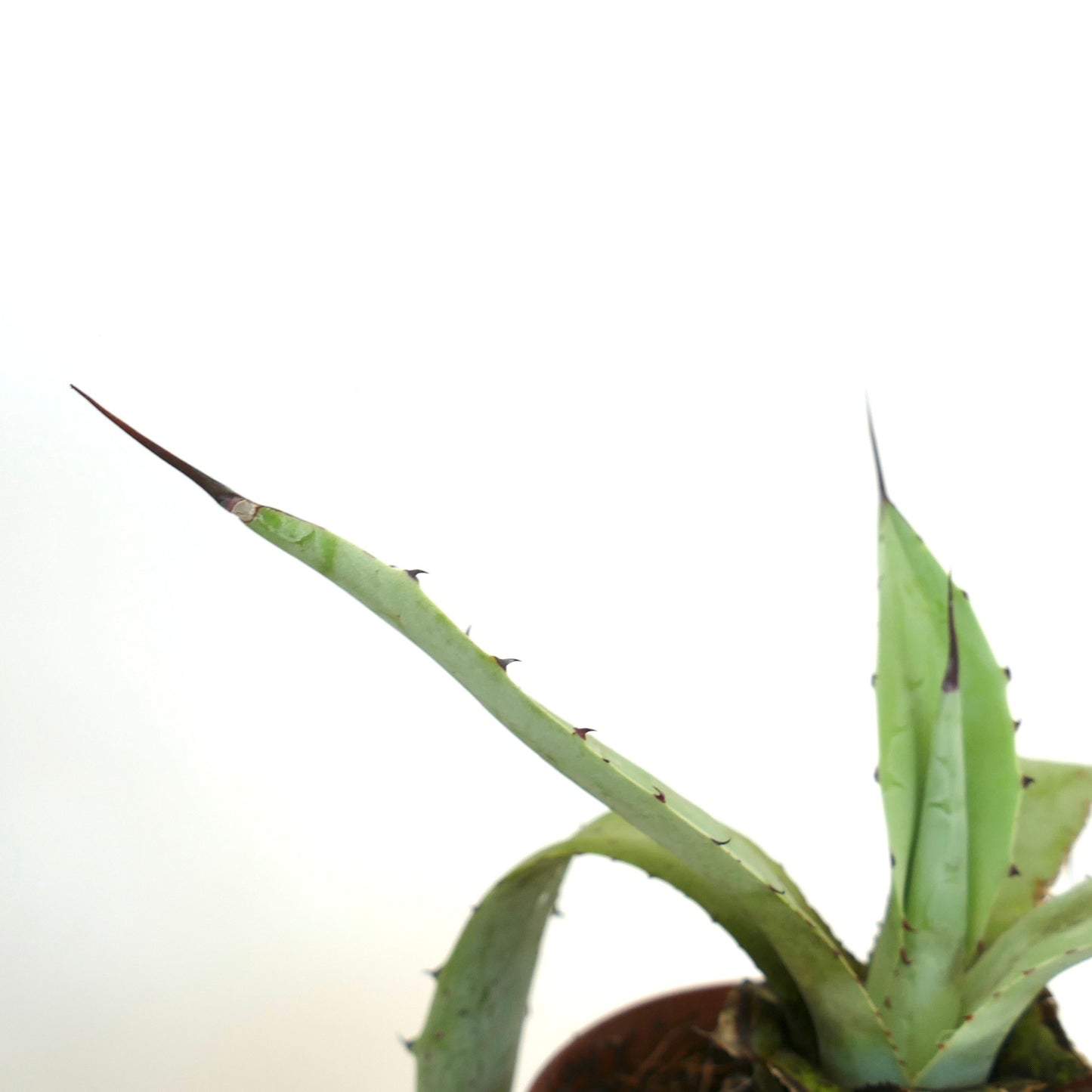 อากาเว แอสเพอริมา X อากาเว เซรูลา ตารางคะแนนหนามกว้างในกระถางขนาดเล็ก