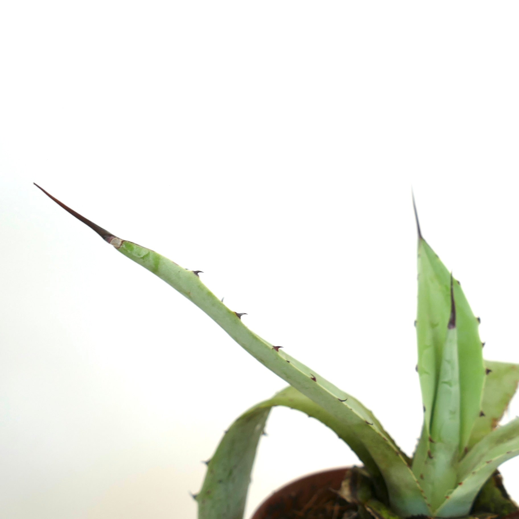 อากาเว แอสเพอริมา X อากาเว เซรูลา ตารางคะแนนหนามกว้างในกระถางขนาดเล็ก