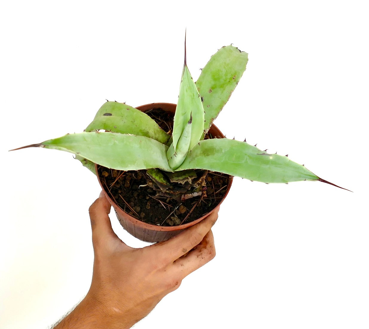 อากาเว แอสเพอริมา X อากาเว เซรูลา ต้นไม้เนื้อเยื่อหนา ใบหนามหนา และปลายใบแหลมคม