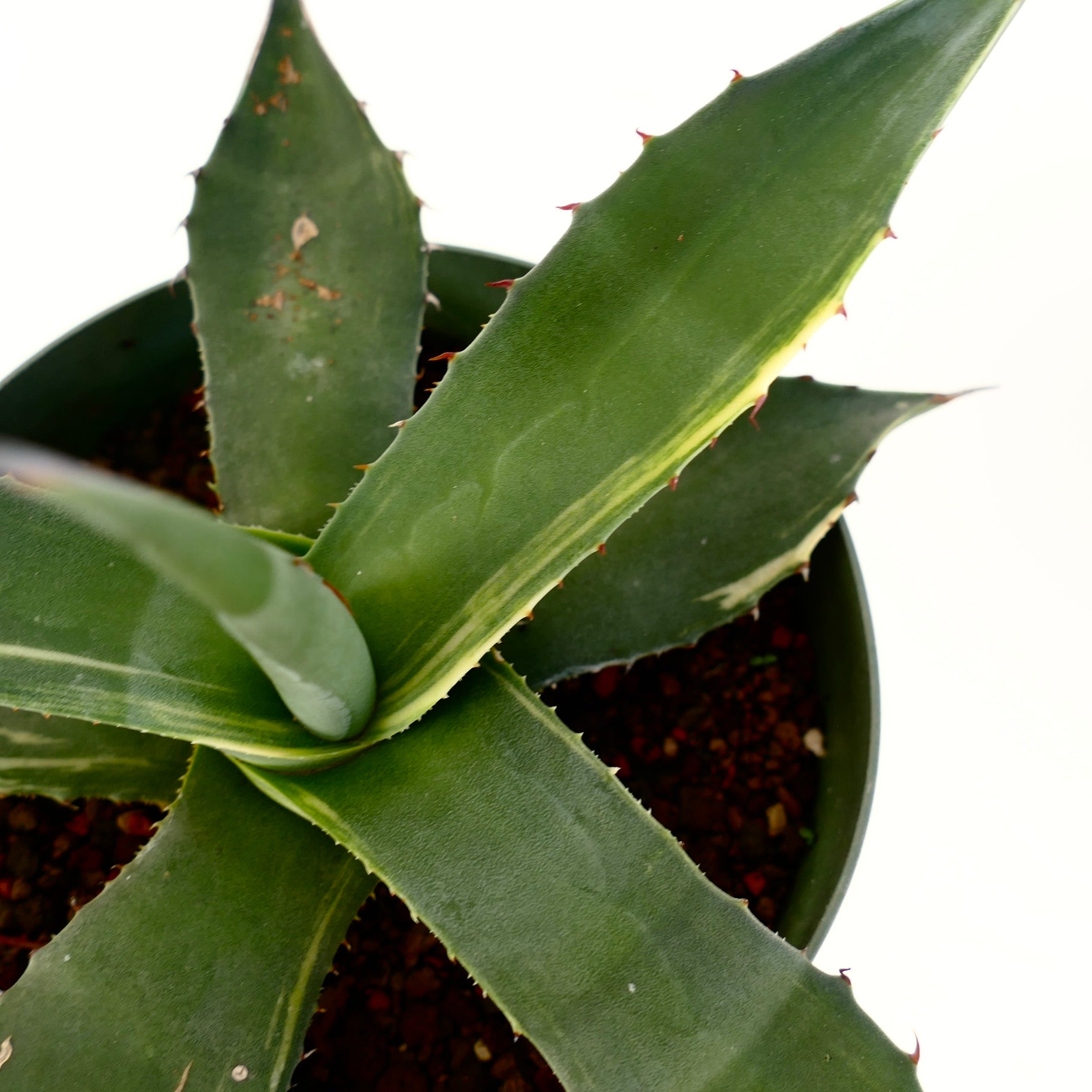 Agave asperrima Sukkulente mit dicken grünen Blättern und kleinen rötlichen Stacheln entlang der Ränder