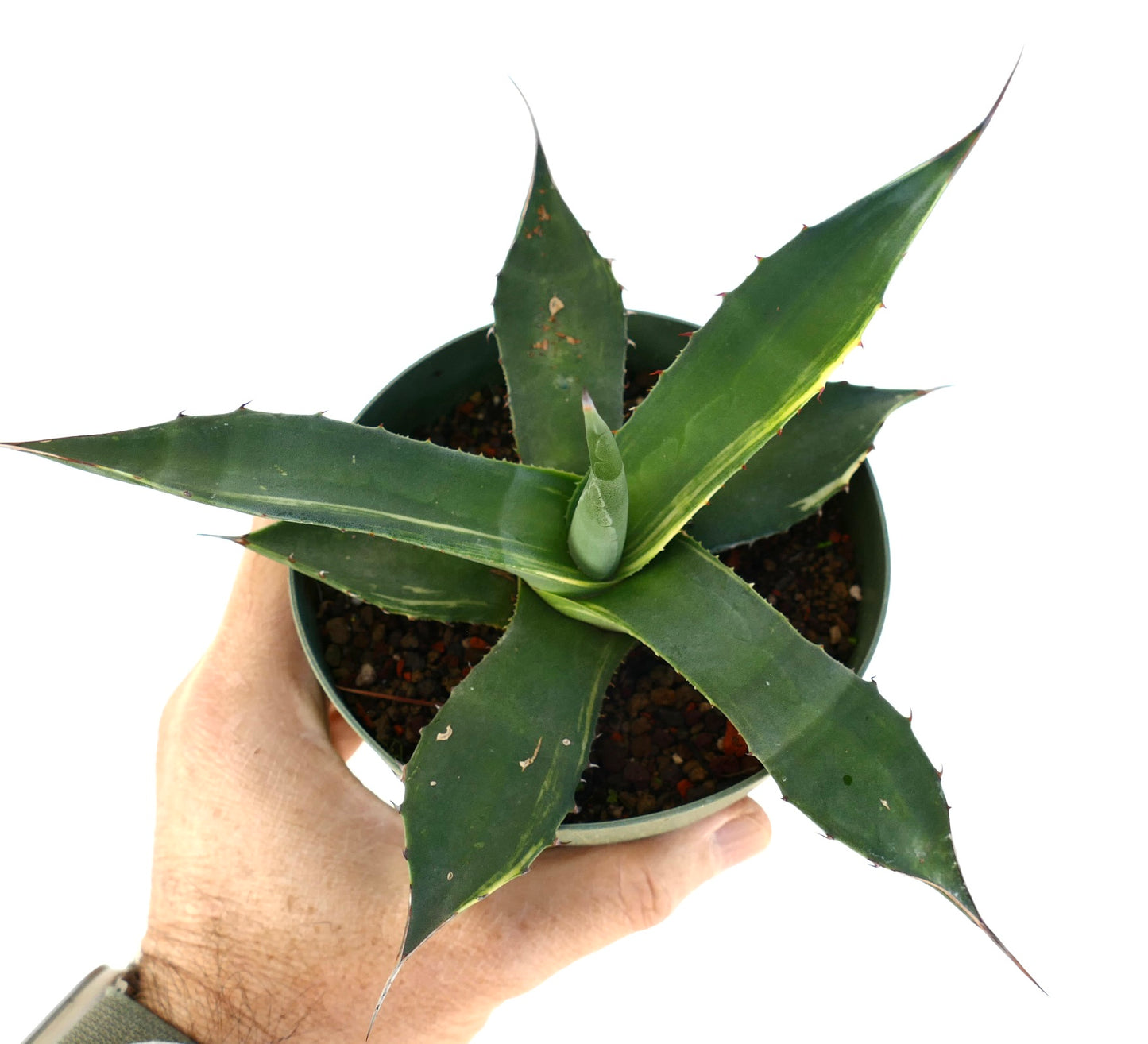 Agave asperrima Sukkulente mit dicken, spitzen Blättern und kleinen Dornen an den Rändern in einem Topf, der von einer Hand gehalten wird