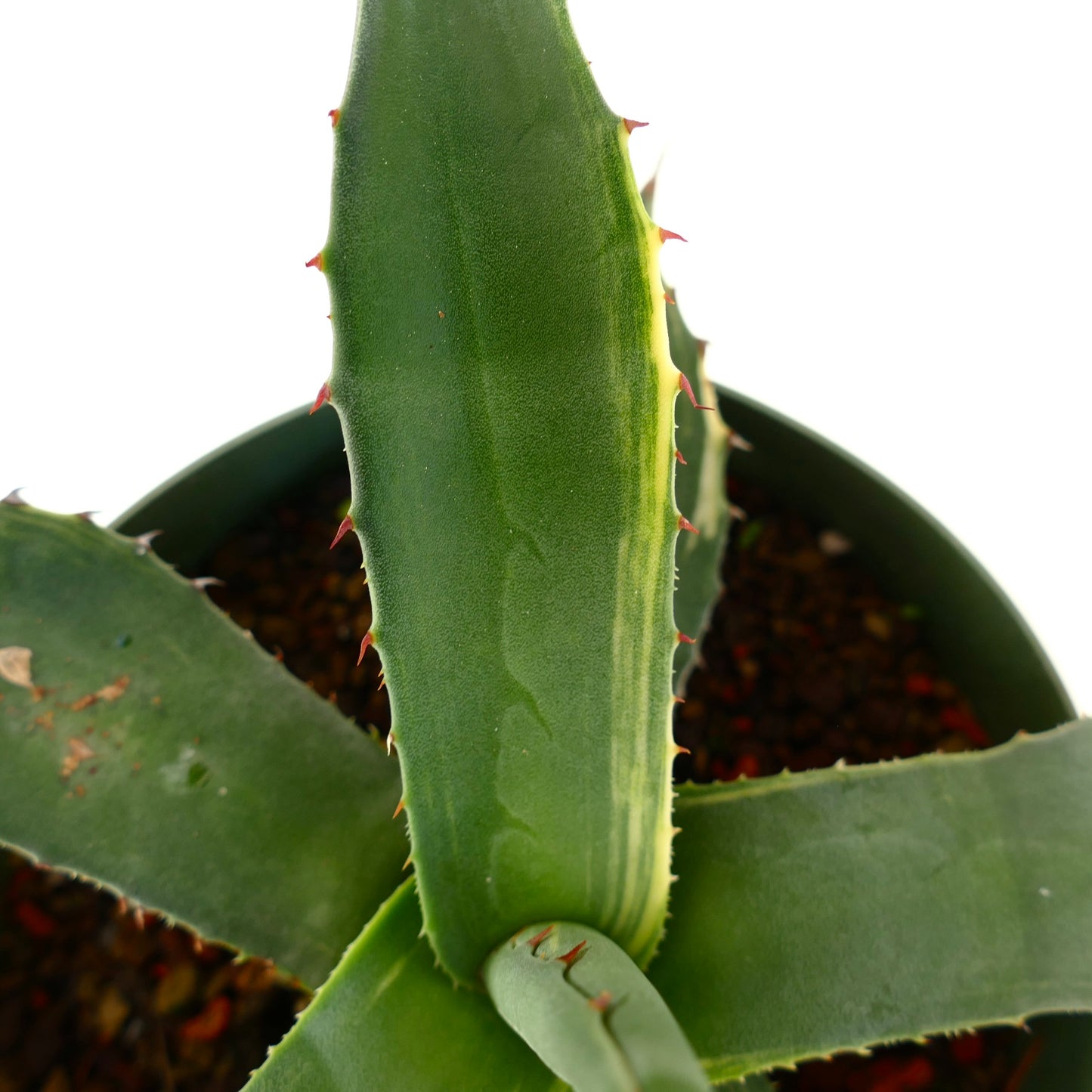 Agave asperrima Sukkulente mit dicken grünen Blättern und kleinen roten Stacheln entlang der Ränder