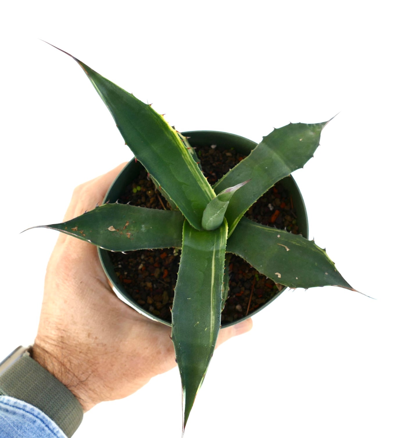 Agave asperrima Sukkulente mit dicken grünen Blättern und scharfen Stacheln in kleinem Topf, von Hand gehalten