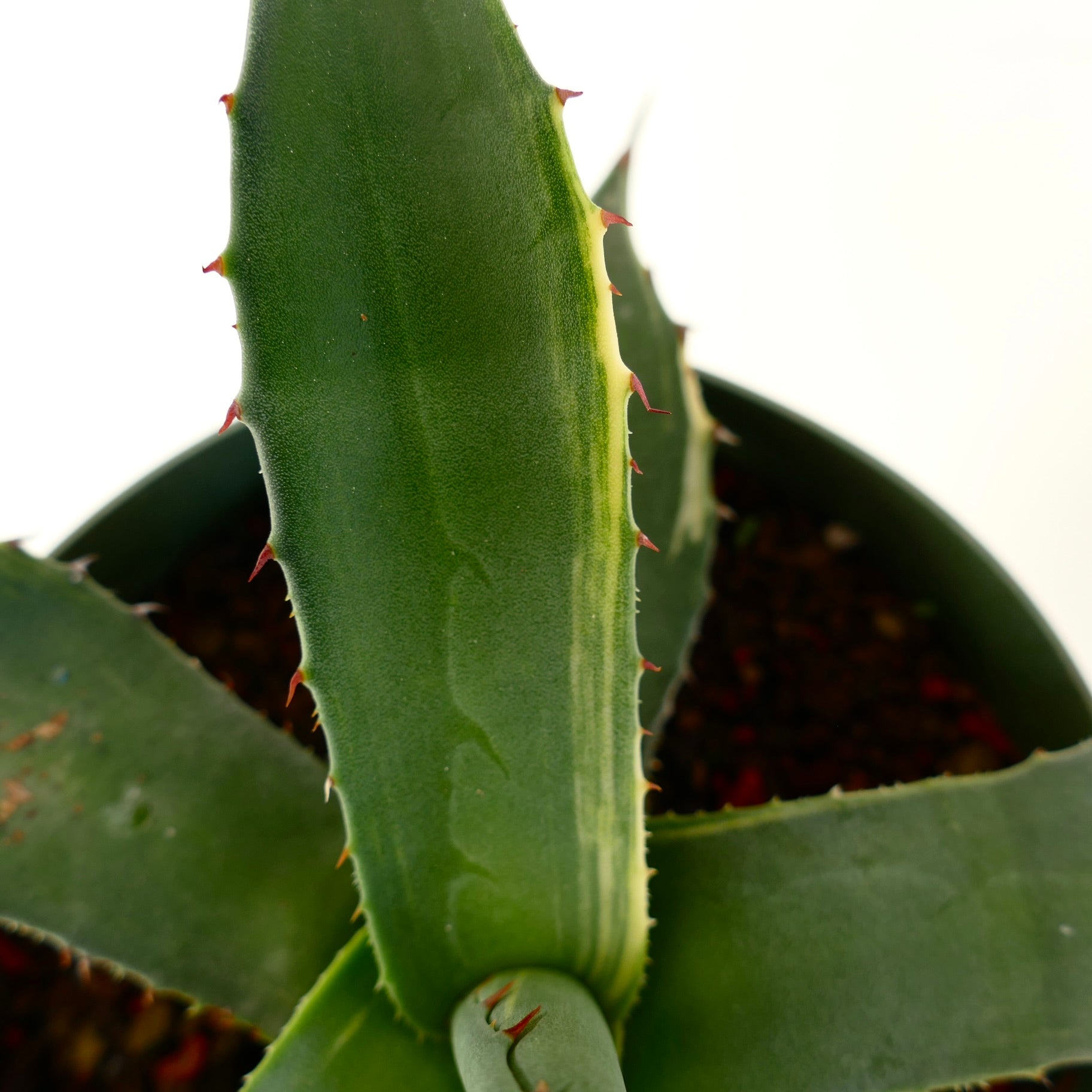 Agave asperrima Sukkulente mit dicken grünen Blättern und rötlichen Stacheln an den Rändern