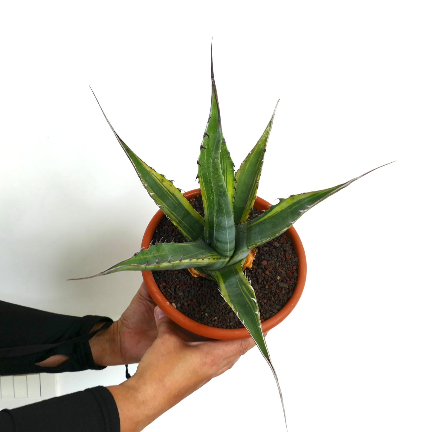 Agave asperrima subs. zarcensis VARIEGATED