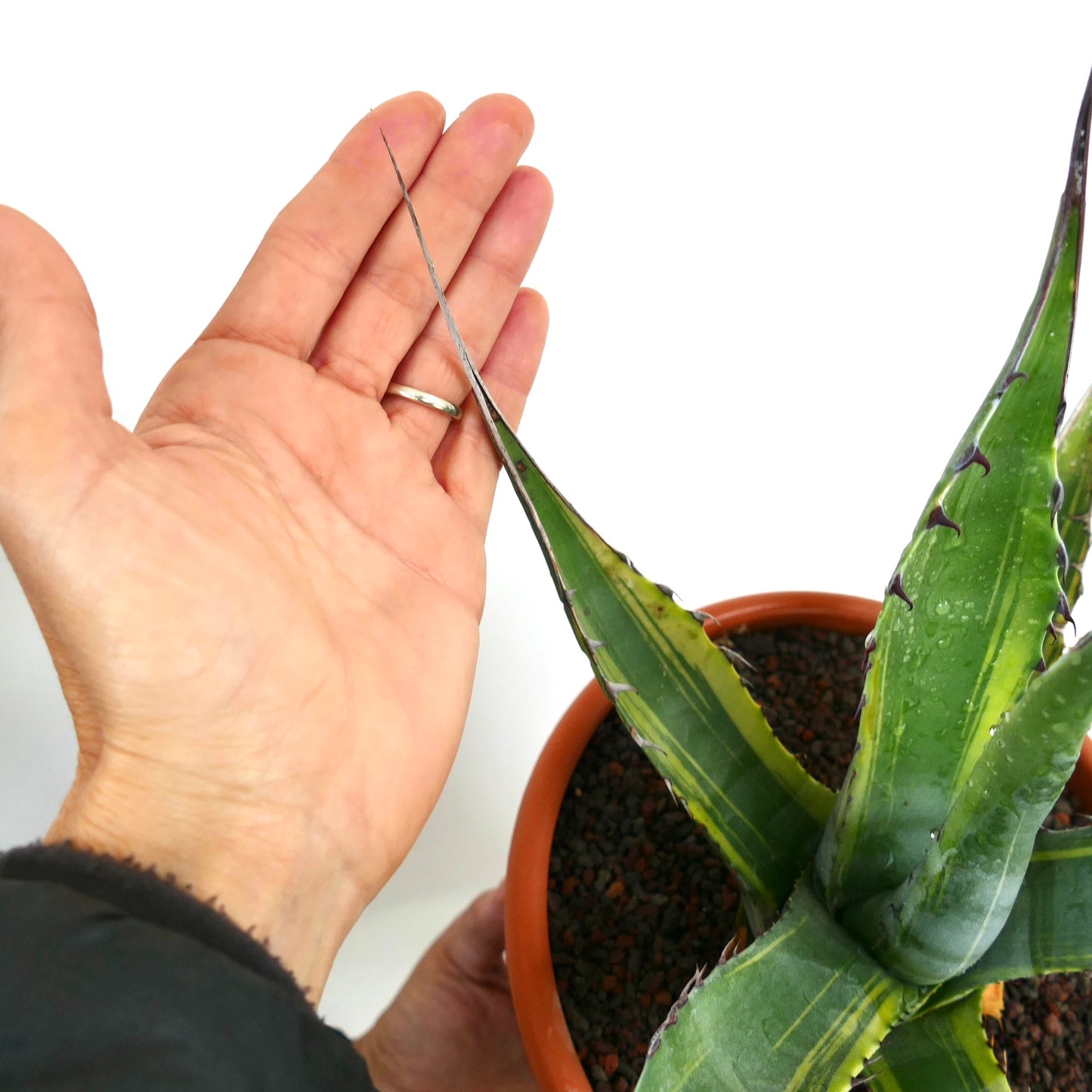 Agave asperrima subs. zarcensis VARIEGATED