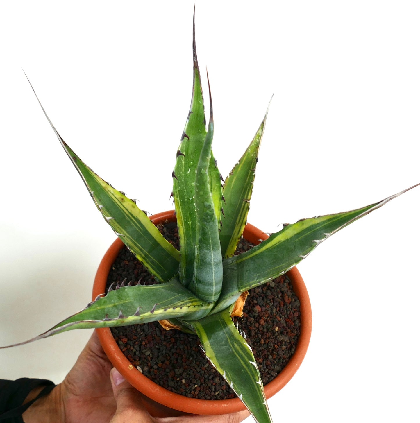 Agave asperrima subs. zarcensis VARIEGATED