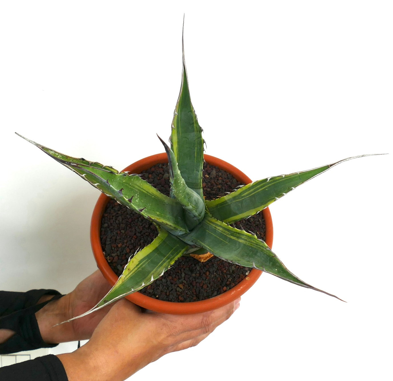Agave asperrima subs. zarcensis VARIEGATEDx | Botanical Archive |