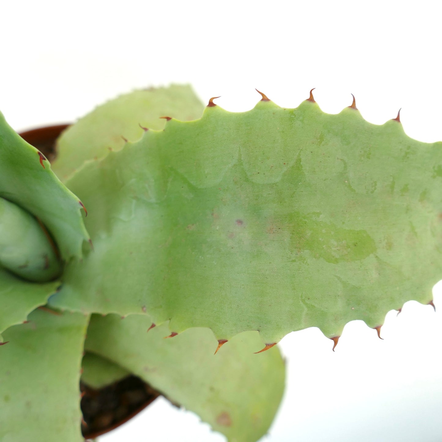 Agave potosiensis X Agave ovatifolia