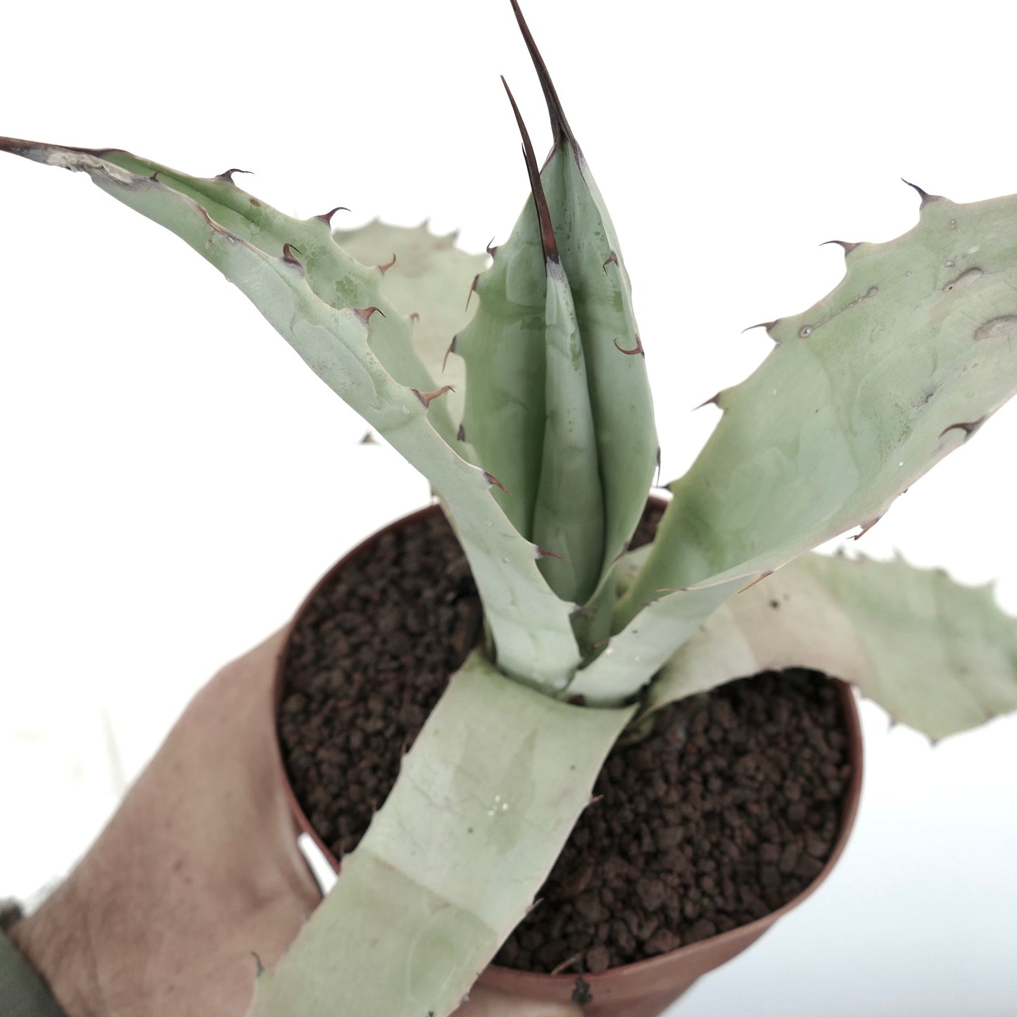 Agave asperrima subsp. zarcensis X cerulata