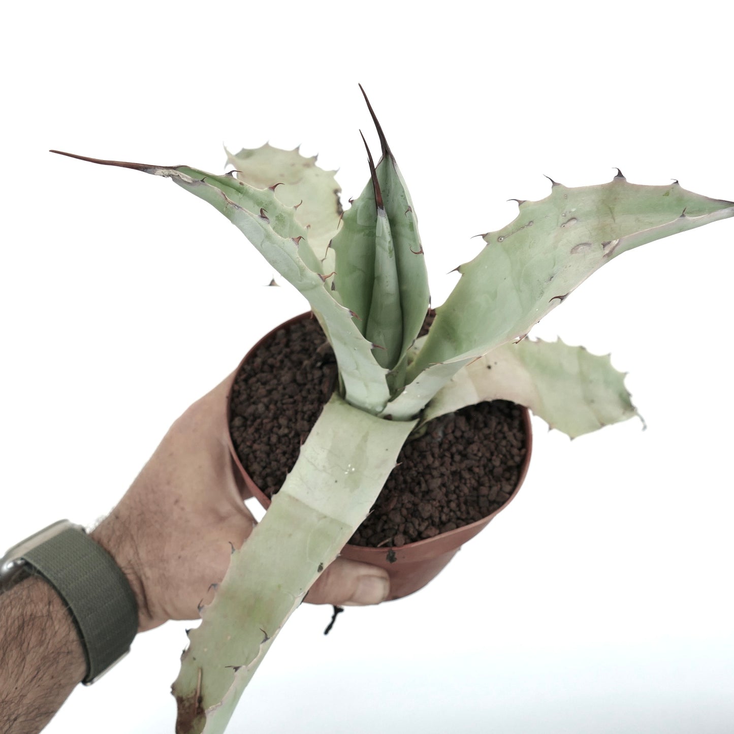 Agave asperrima subsp. zarcensis X cerulata