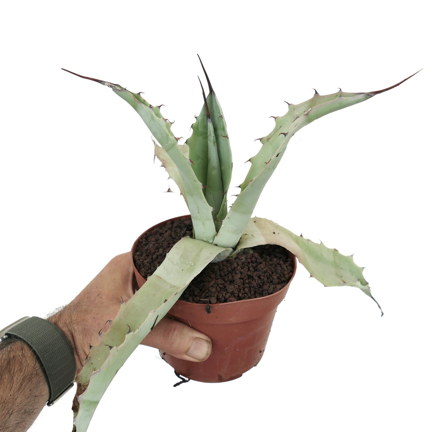 Agave asperrima subsp. zarcensis X cerulata