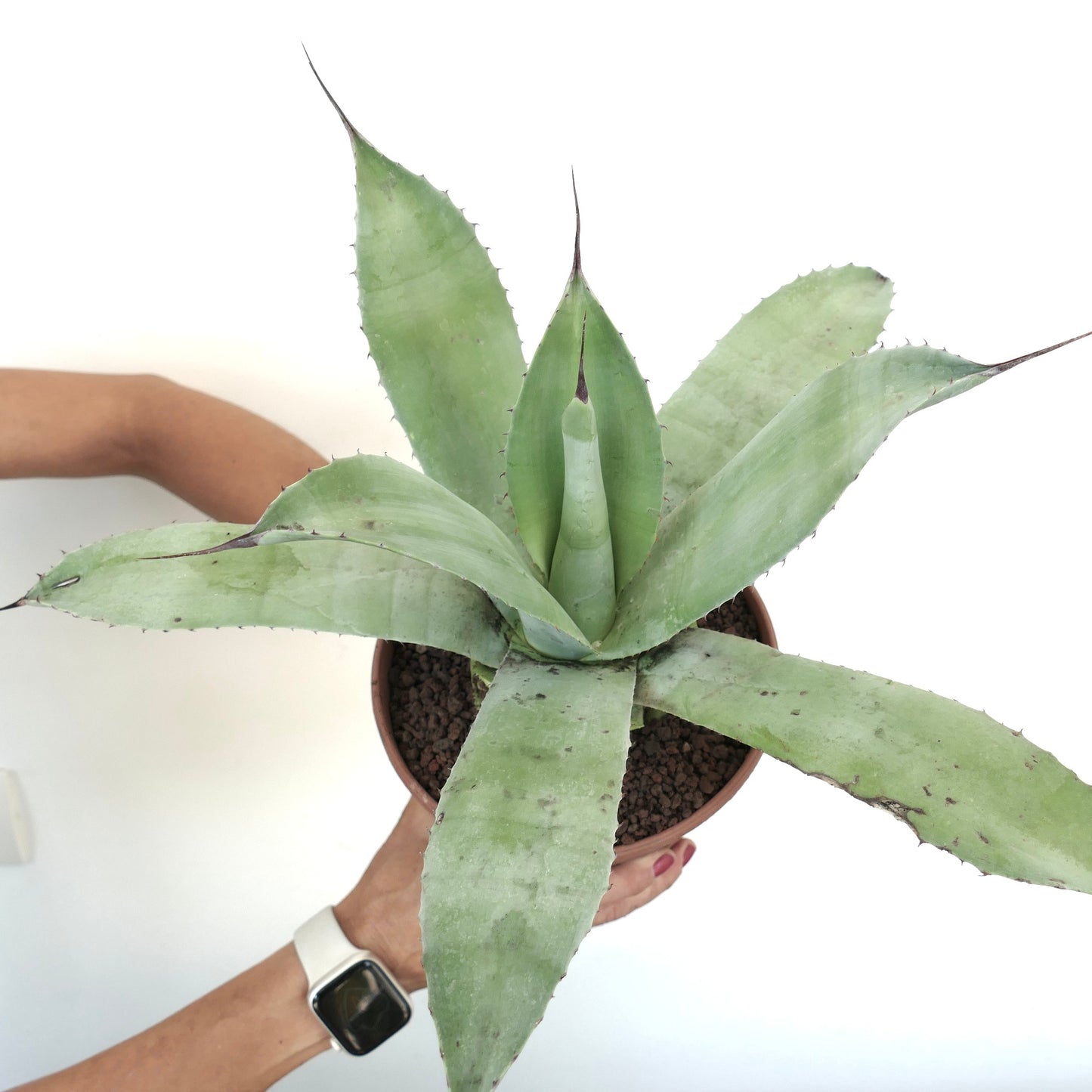 Agave attenuata X ovatifolia