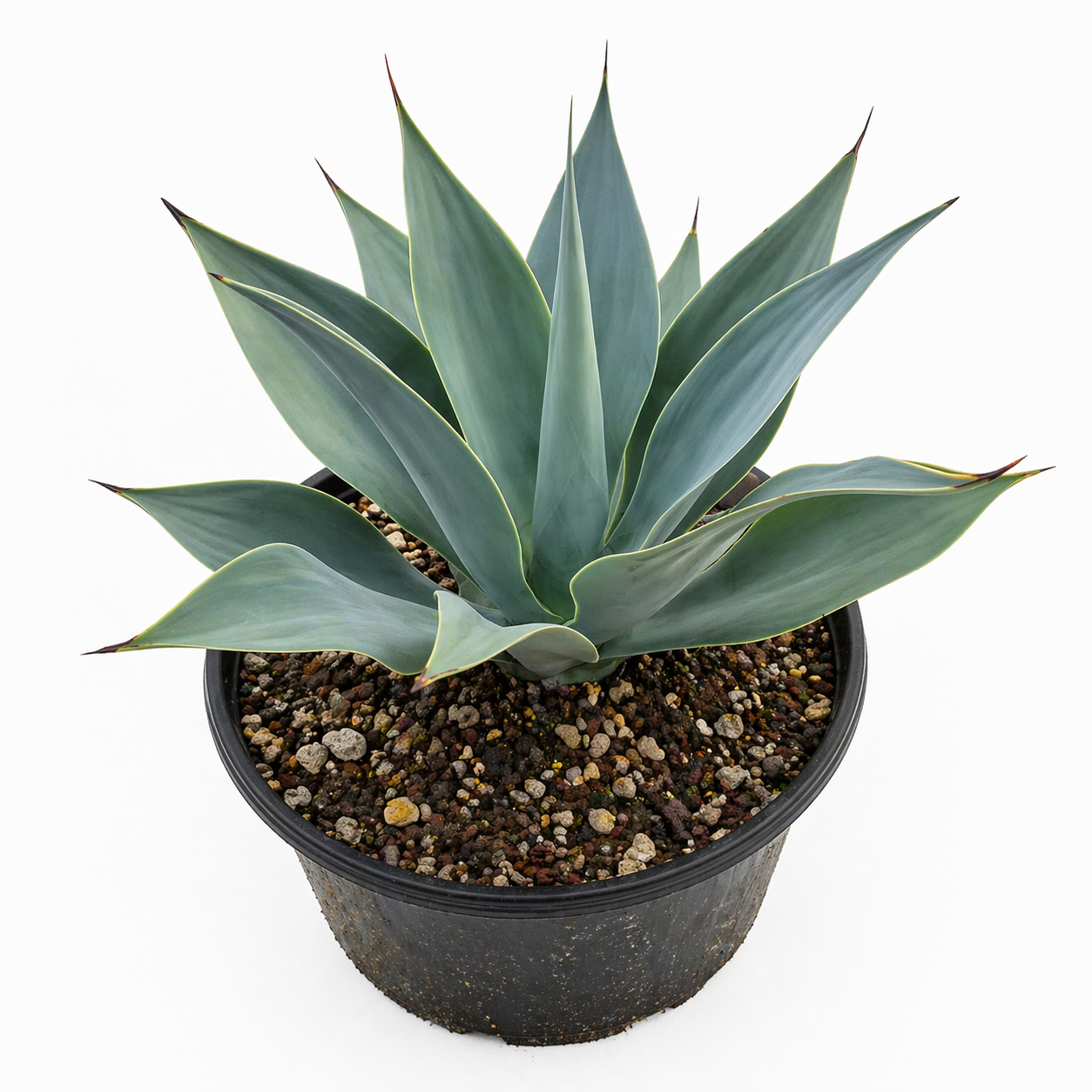 Agave attenuata subsp. attenuata SAMEN
