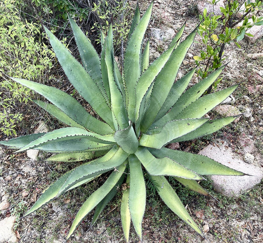 Agave aurea SEEDS