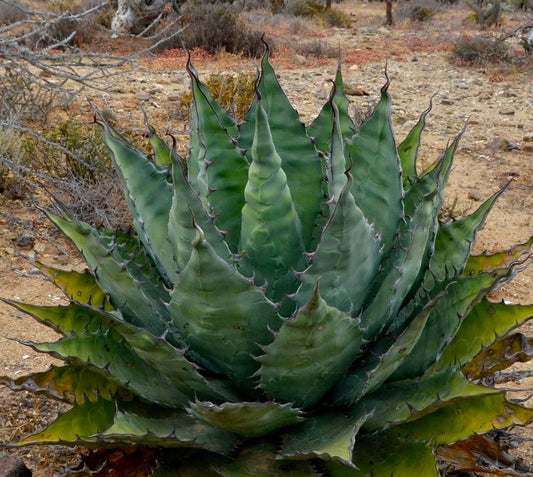 Agave avellanidens SEMI