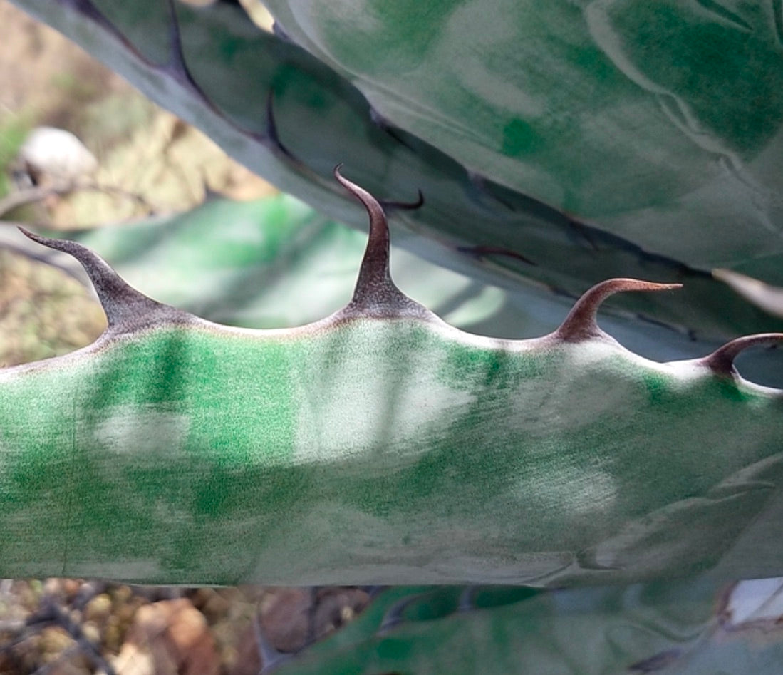 Agave azurea SEEDS