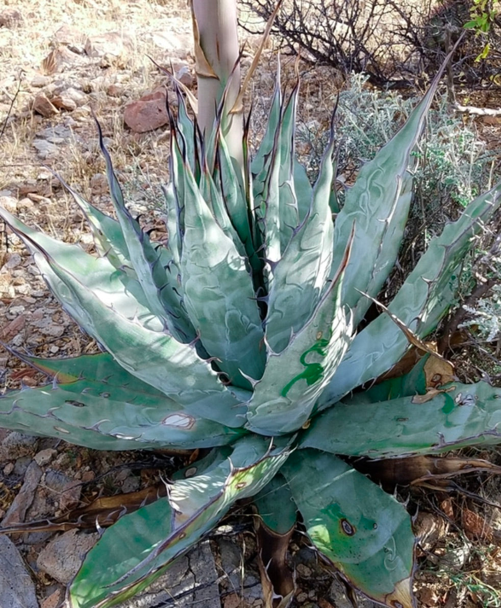 Agave azurea SEEDS