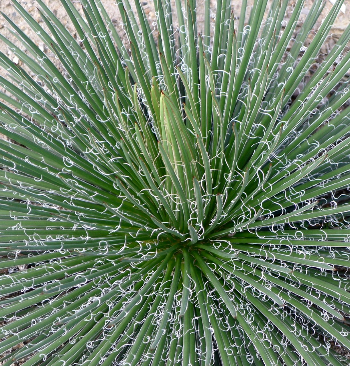 Agave bonapartea SEEDS