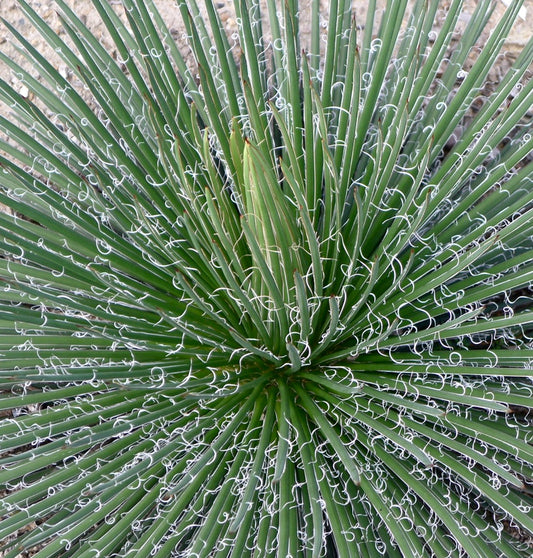 Agave bonapartea SEEDS