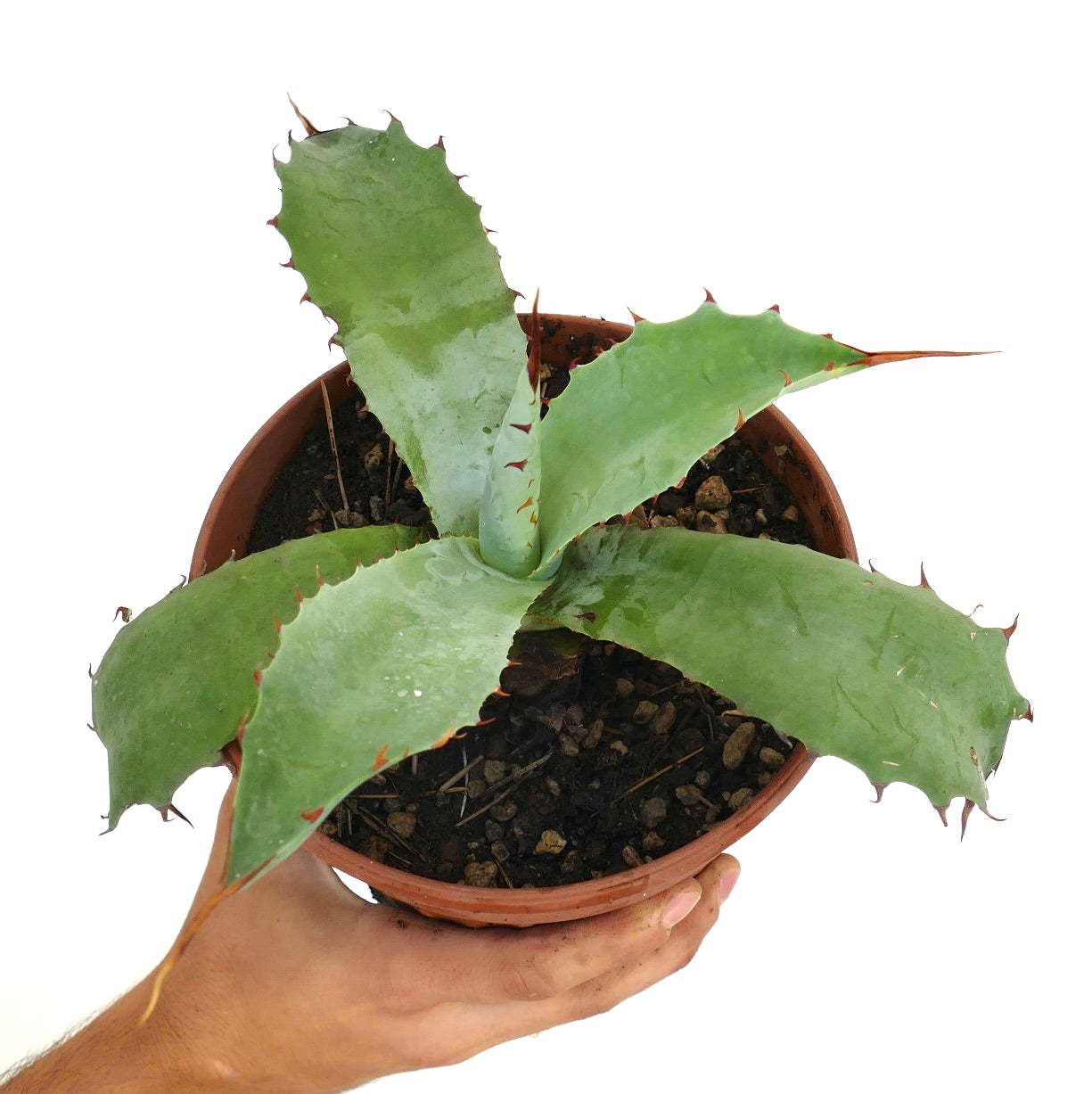 Agave bovicornuta X Agave americana X Agave utahensis succulent hybrid with thick green spiny leaves in pot