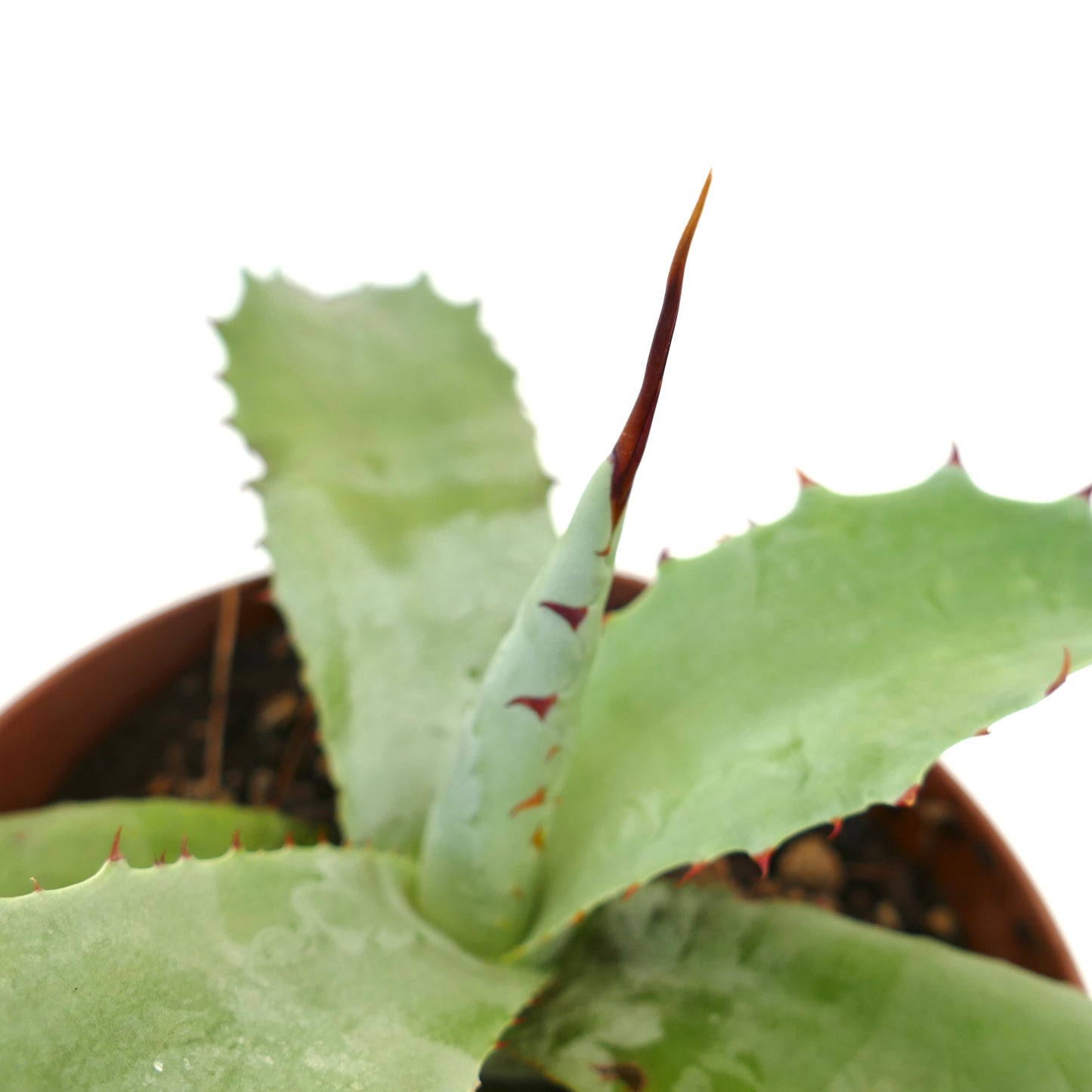 Agave bovicornuta X Agave americana X Agave utahensis succulent with broad spiny leaves in pot
