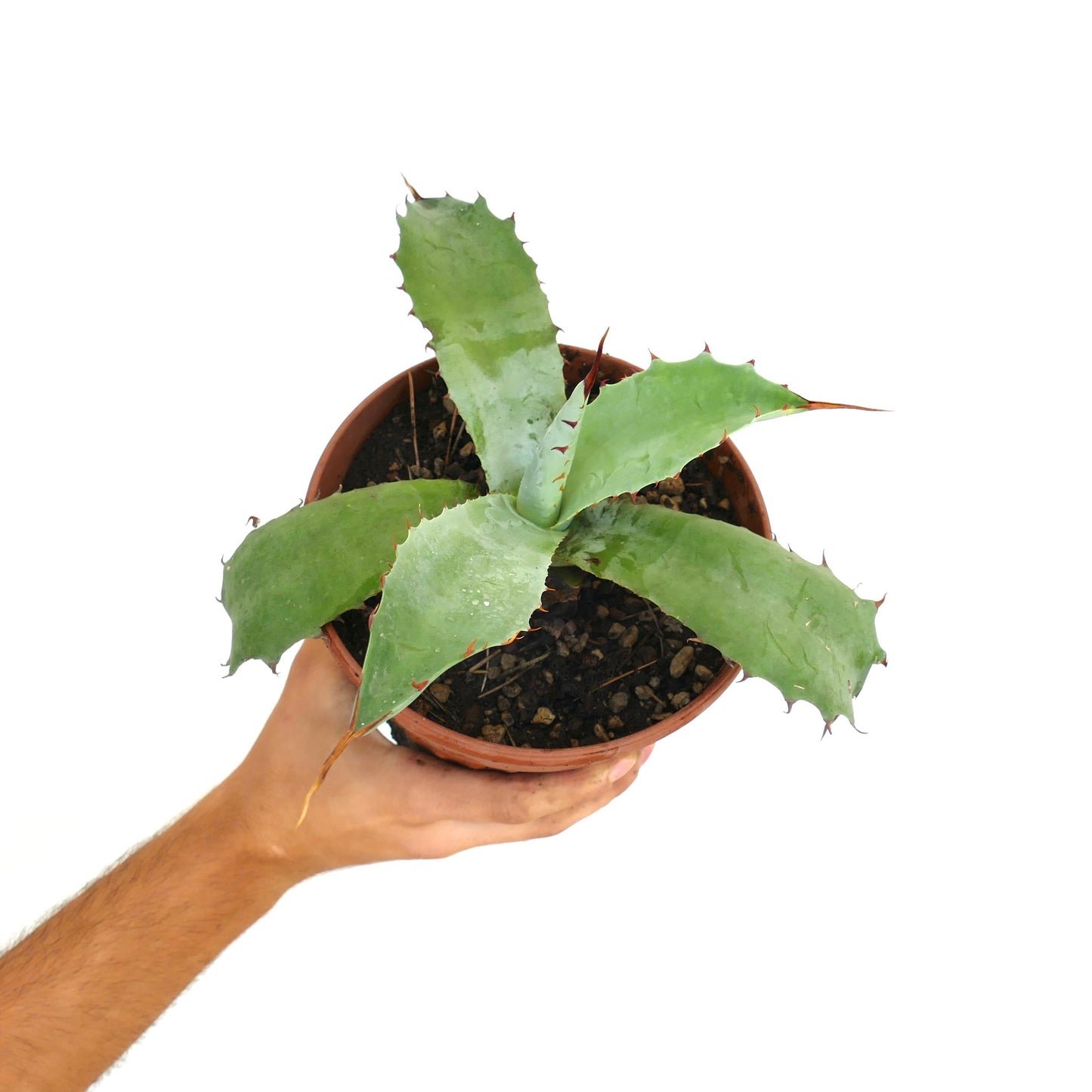 Agave bovicornuta X Agave americana X Agave utahensis succulent spiny green hybrid plant in pot