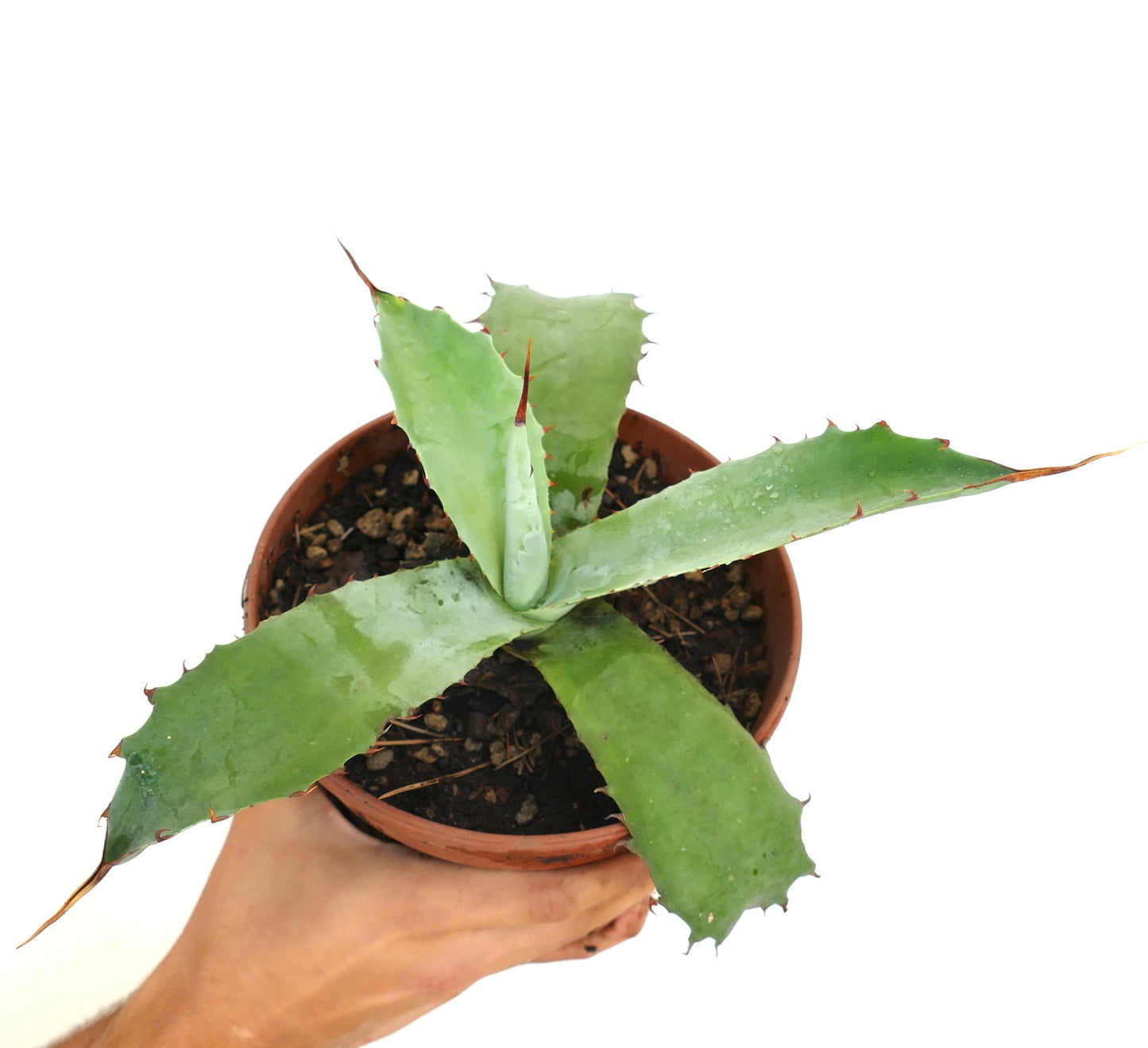 Agave bovicornuta X Agave americana X Agave utahensis succulent rosette with spiny leaf edges