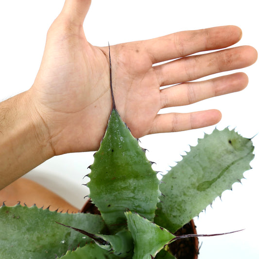 Agave bovicornuta X Agave eborispina (LONG SPINES)