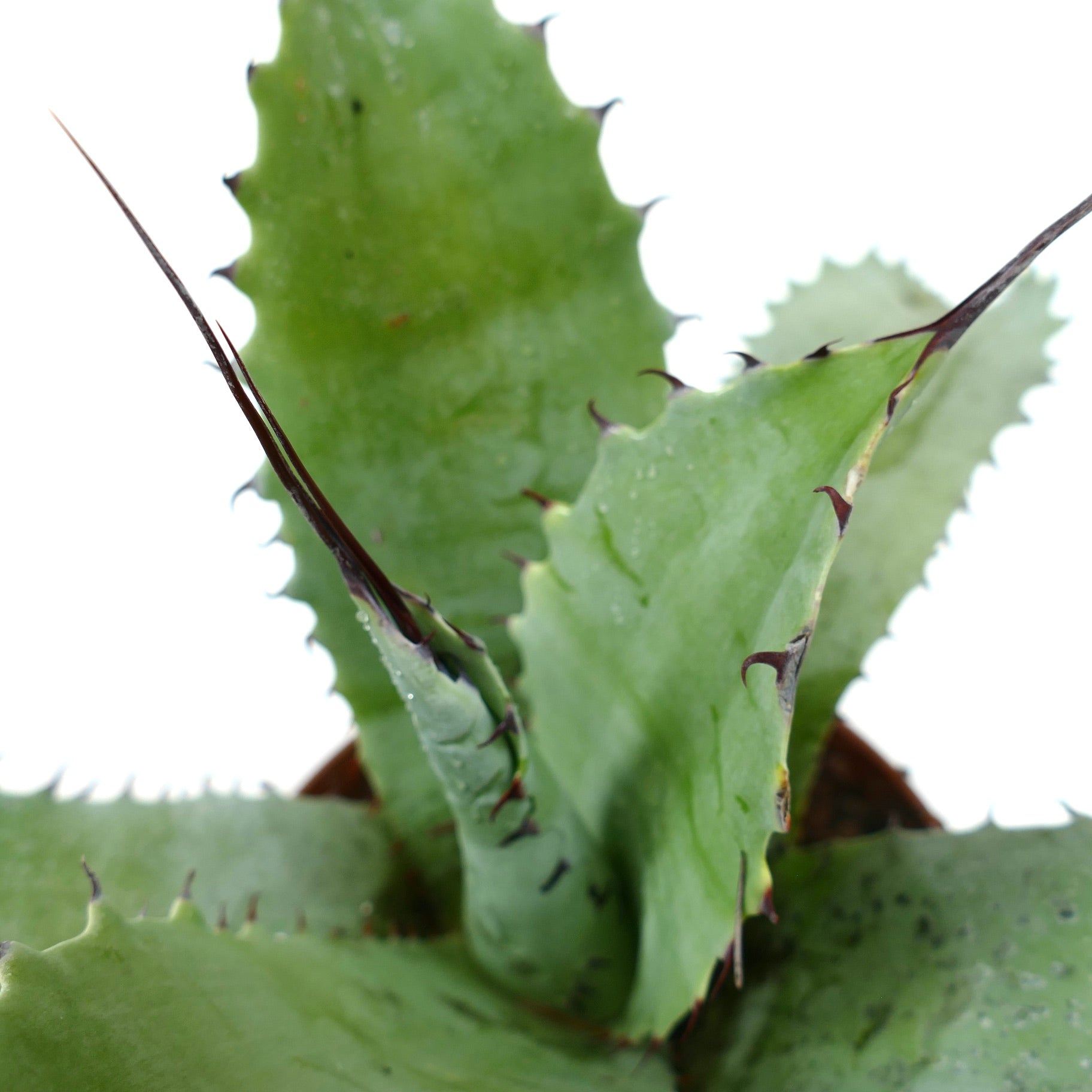 Agave bovicornuta X Agave eborispina succulent with thick green leaves and long dark spines