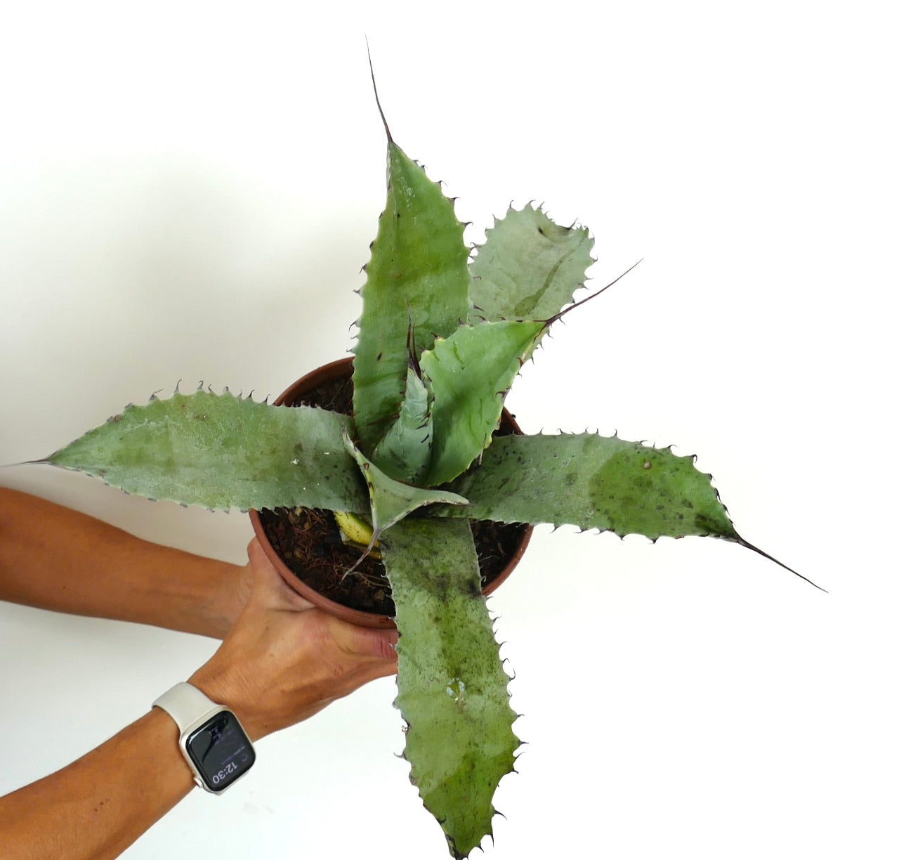 Agave bovicornuta X Agave eborispina succulent with long spines and thick green leaves in pot