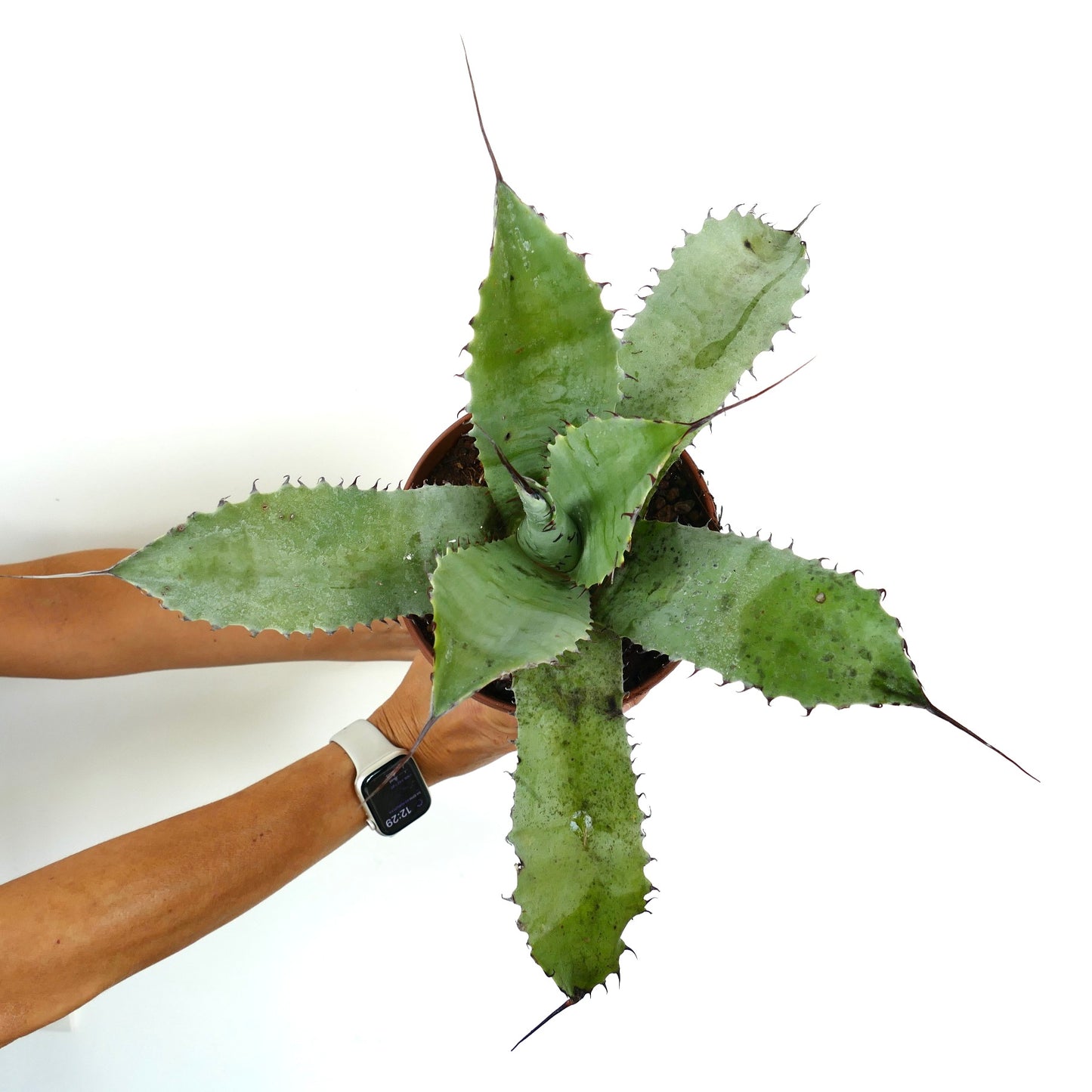 Agave bovicornuta X Agave eborispina succulent with long sharp spines and thick green leaves