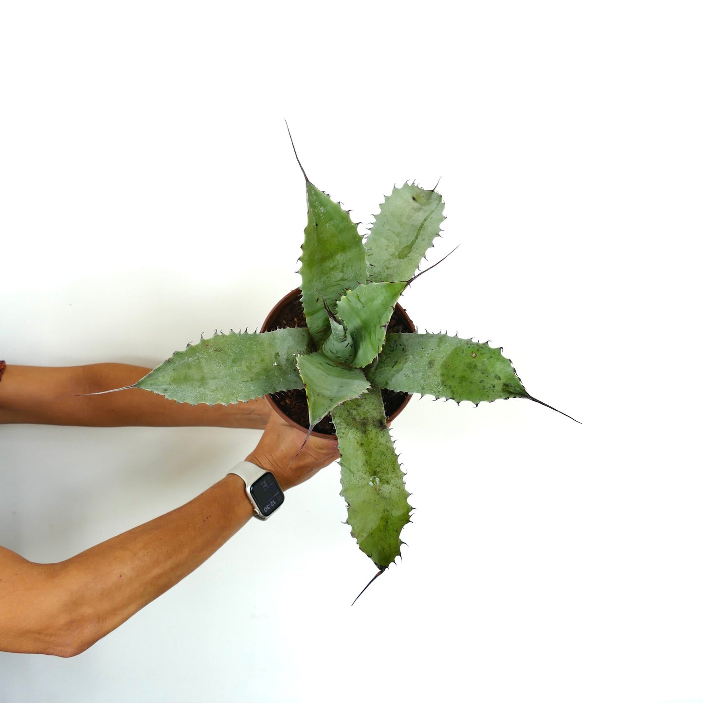 Agave bovicornuta X Agave eborispina succulent with long sharp spines and broad green leaves