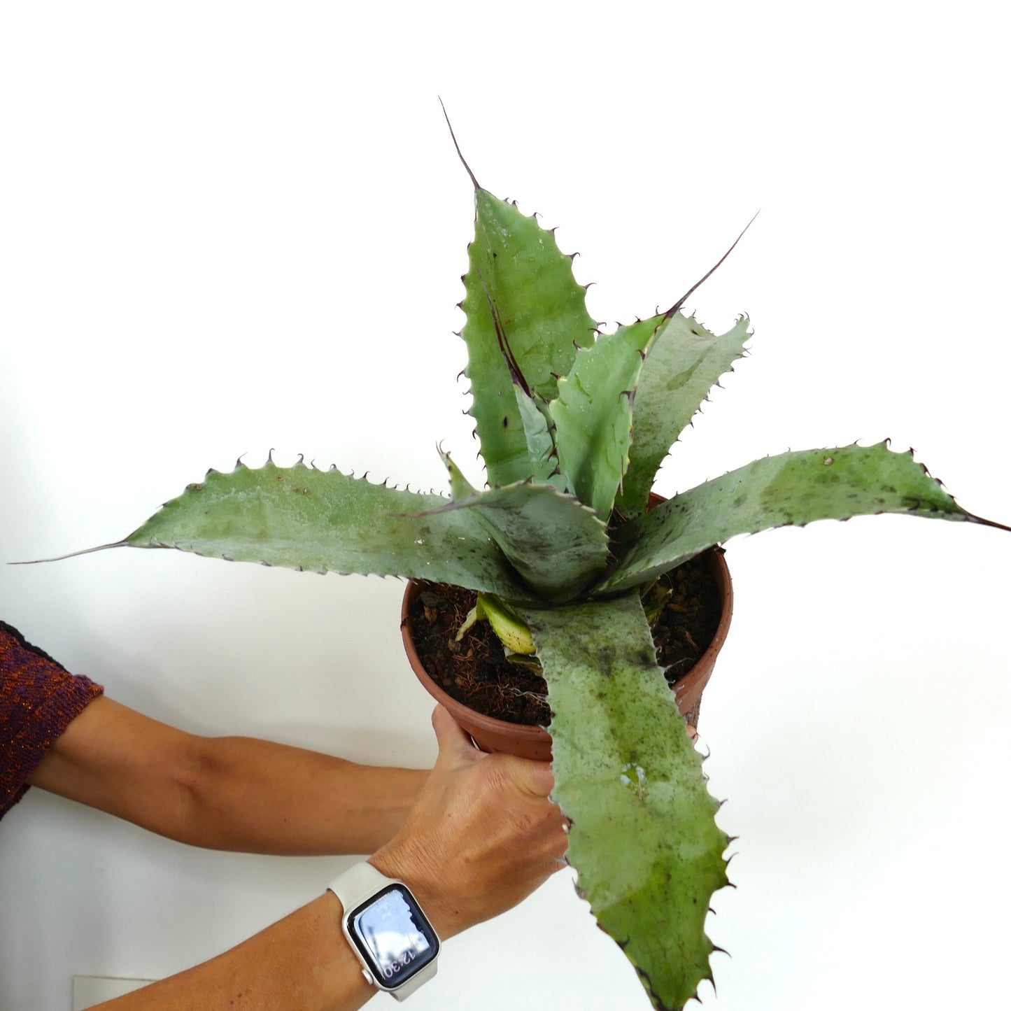 Agave bovicornuta X Agave eborispina succulent with long sharp spines and broad green leaves in pot