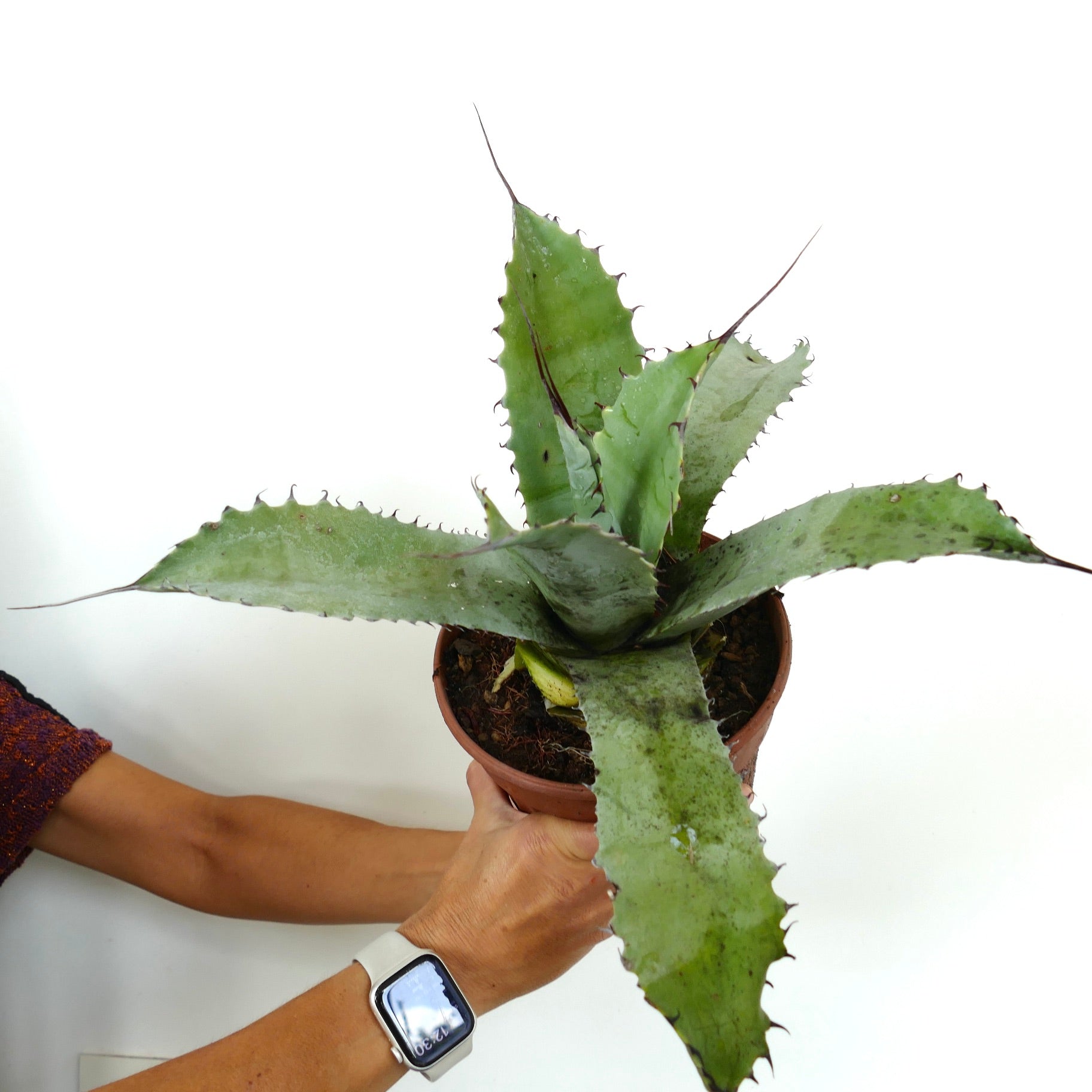 Agave bovicornuta X Agave eborispina succulent with long sharp spines and broad green leaves in pot