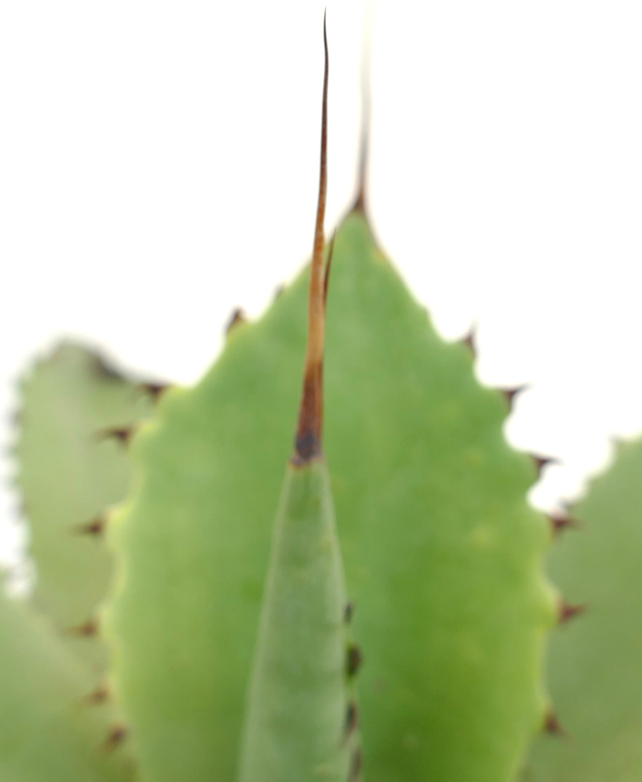 Agave bovicornuta X celsiiì X ovatifolia succulent with long spines and thick green leaves