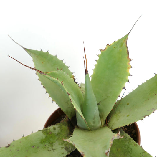 Agave bovicornuta X celsiiì X ovatifolia succulent with long spines and thick green leaves