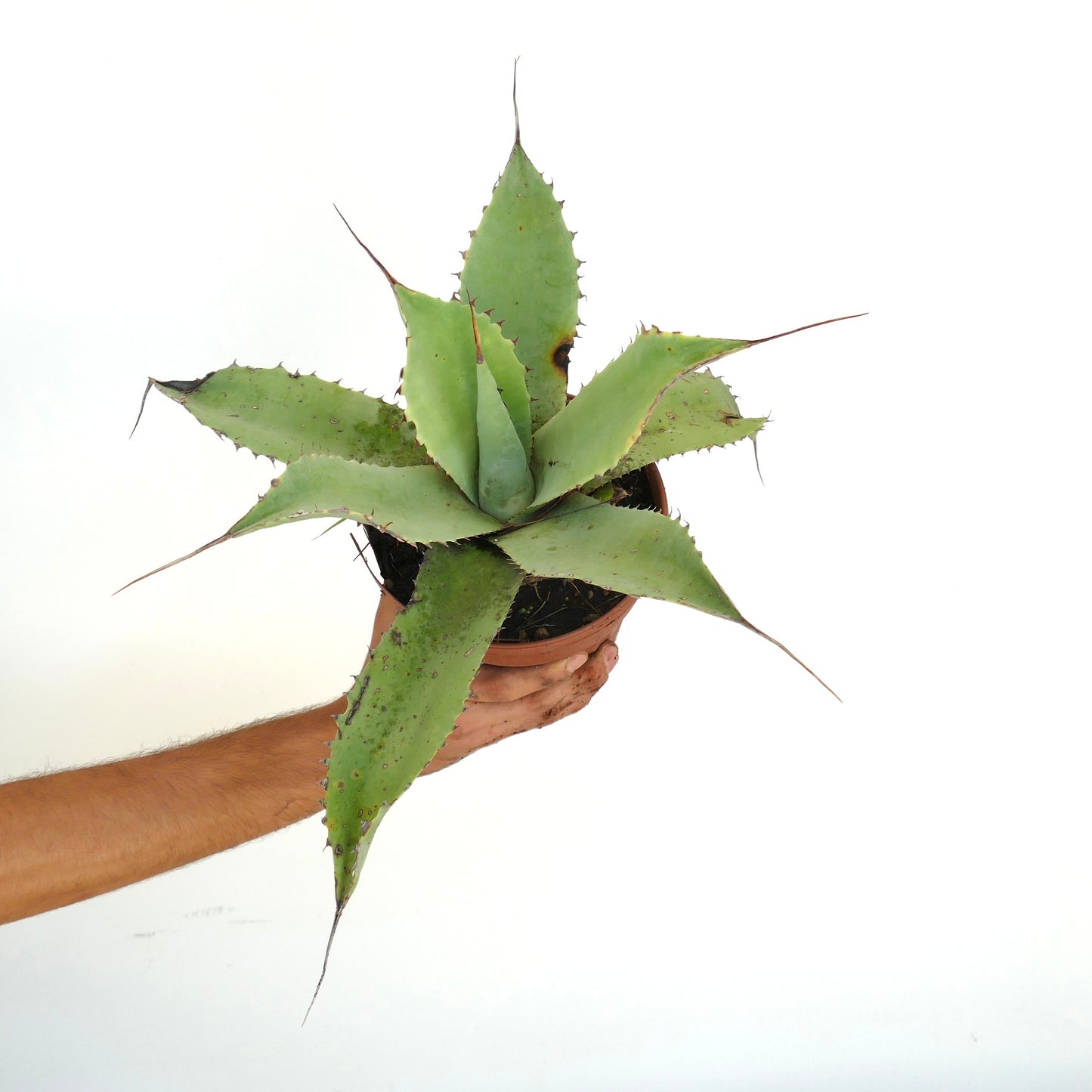Agave bovicornuta X celsiiì X ovatifolia succulent with long spines and thick green leaves
