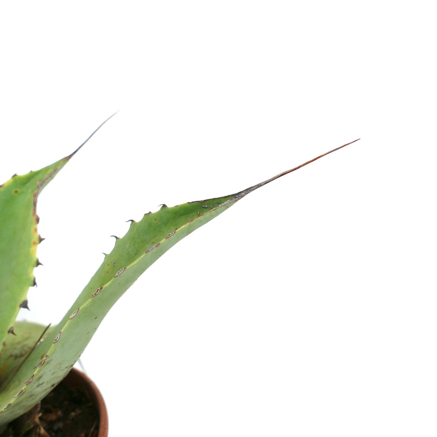 Agave bovicornuta X celsiiì X ovatifolia succulent with long pointed leaves and sharp spines