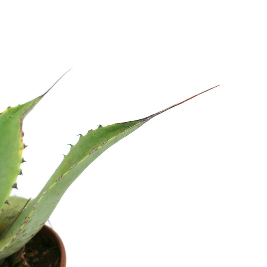 Agave bovicornuta X celsiiì X ovatifolia succulent with long pointed leaves and sharp spines