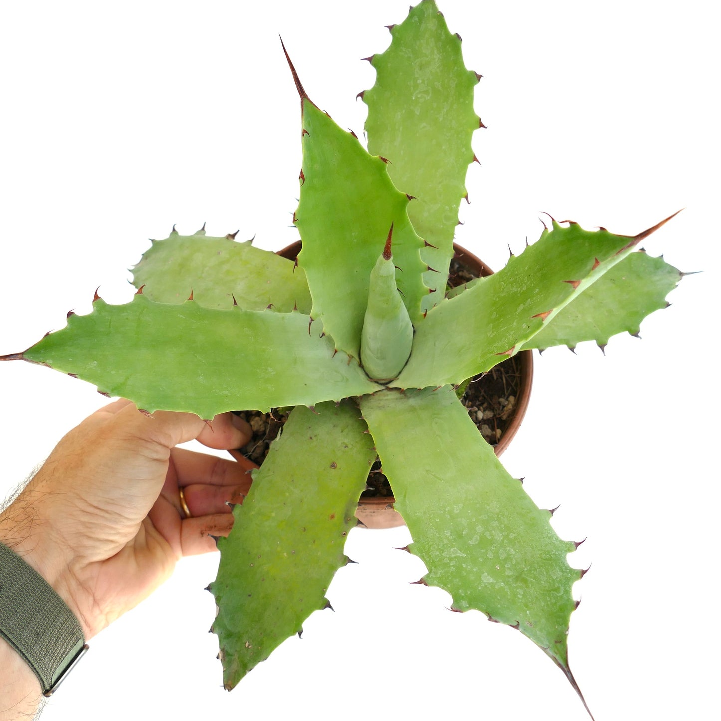 Agave bovicornuta x americana sukkulent med brede grønne blader og skarpe rødlige pigger i potte