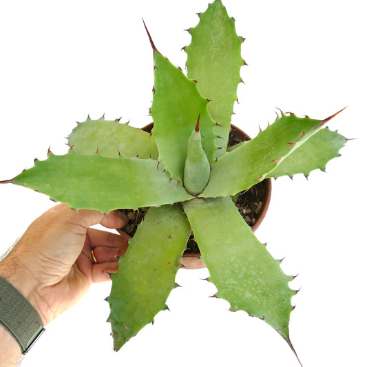 Agave bovicornuta x americana succulent with broad green leaves and sharp reddish spines in pot