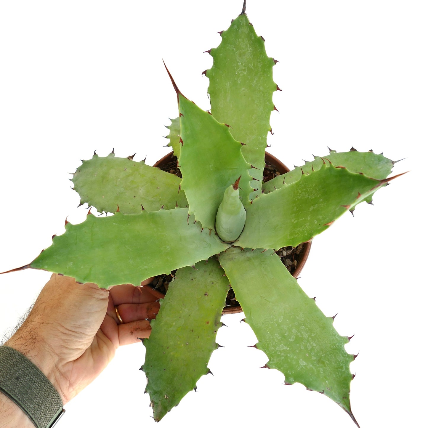 Agave bovicornuta x americana sukkulent med brede grønne blader og fremtredende rødlige torner