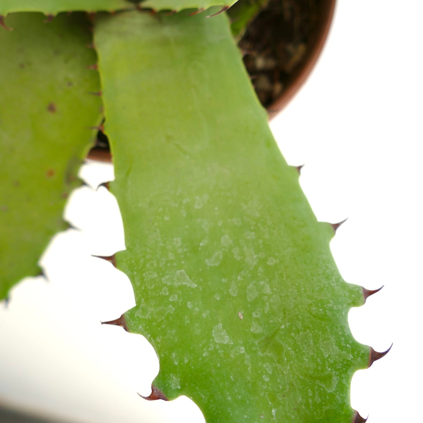 Agave bovicornuta x americana sukkulentplante med tykke grønne blader og skarpe brune torner