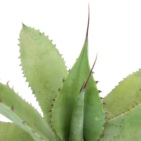 Agave celsii X Agave eborispina