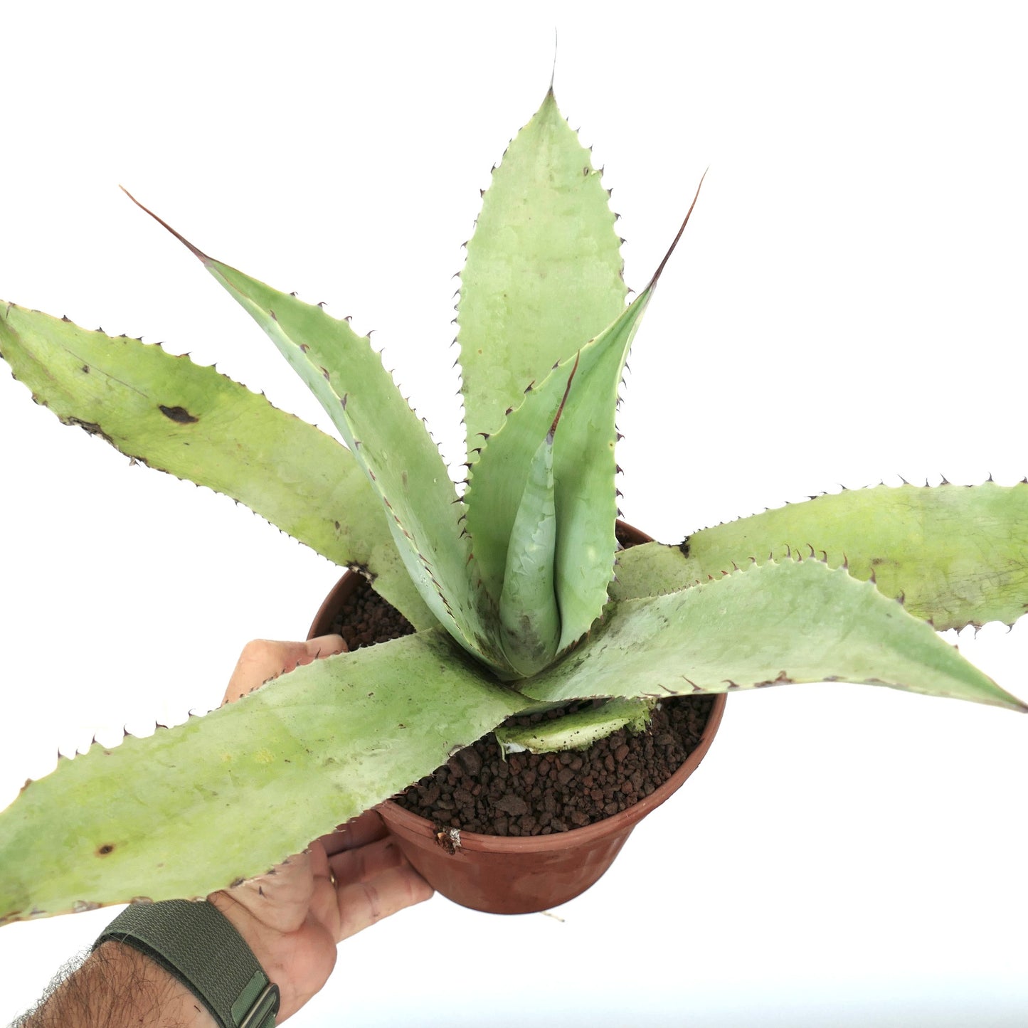 Agave celsii X Agave eborispina