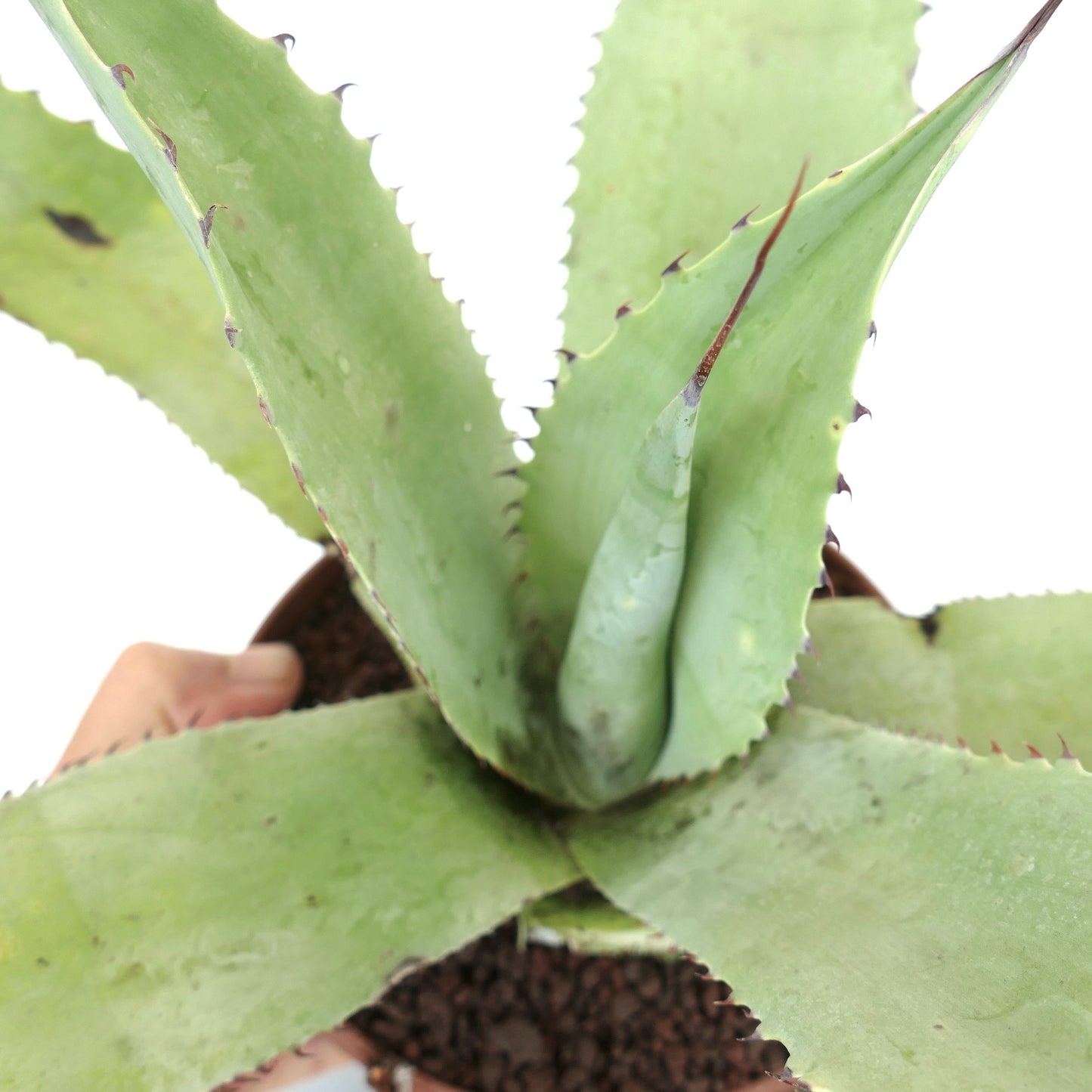 Agave celsii X Agave eborispina