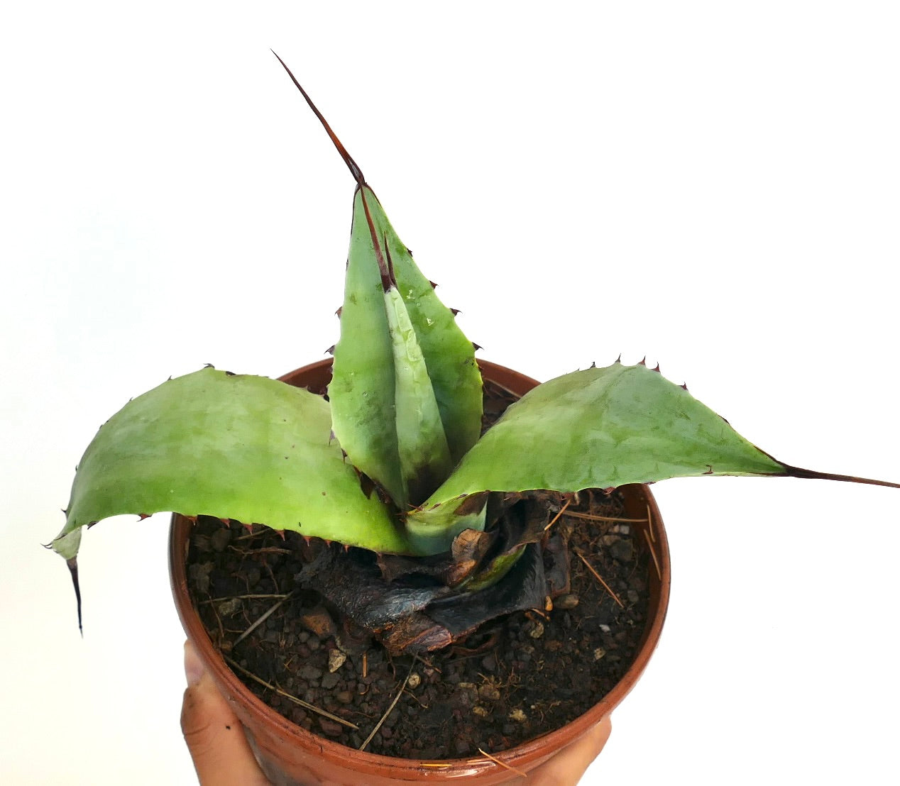 Agave celsii X Agave utahensis sukkulent hybrid med tykke grønne blader og skarpe torner