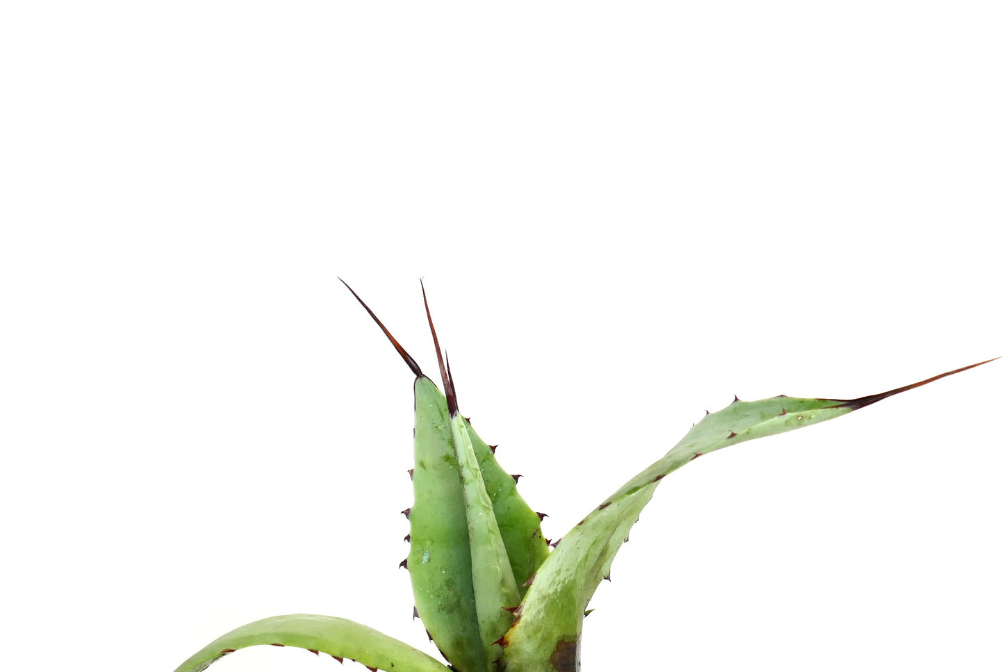 Agave celsii X Agave utahensis liten sukkulent med brede grønne blader og skarpe torner