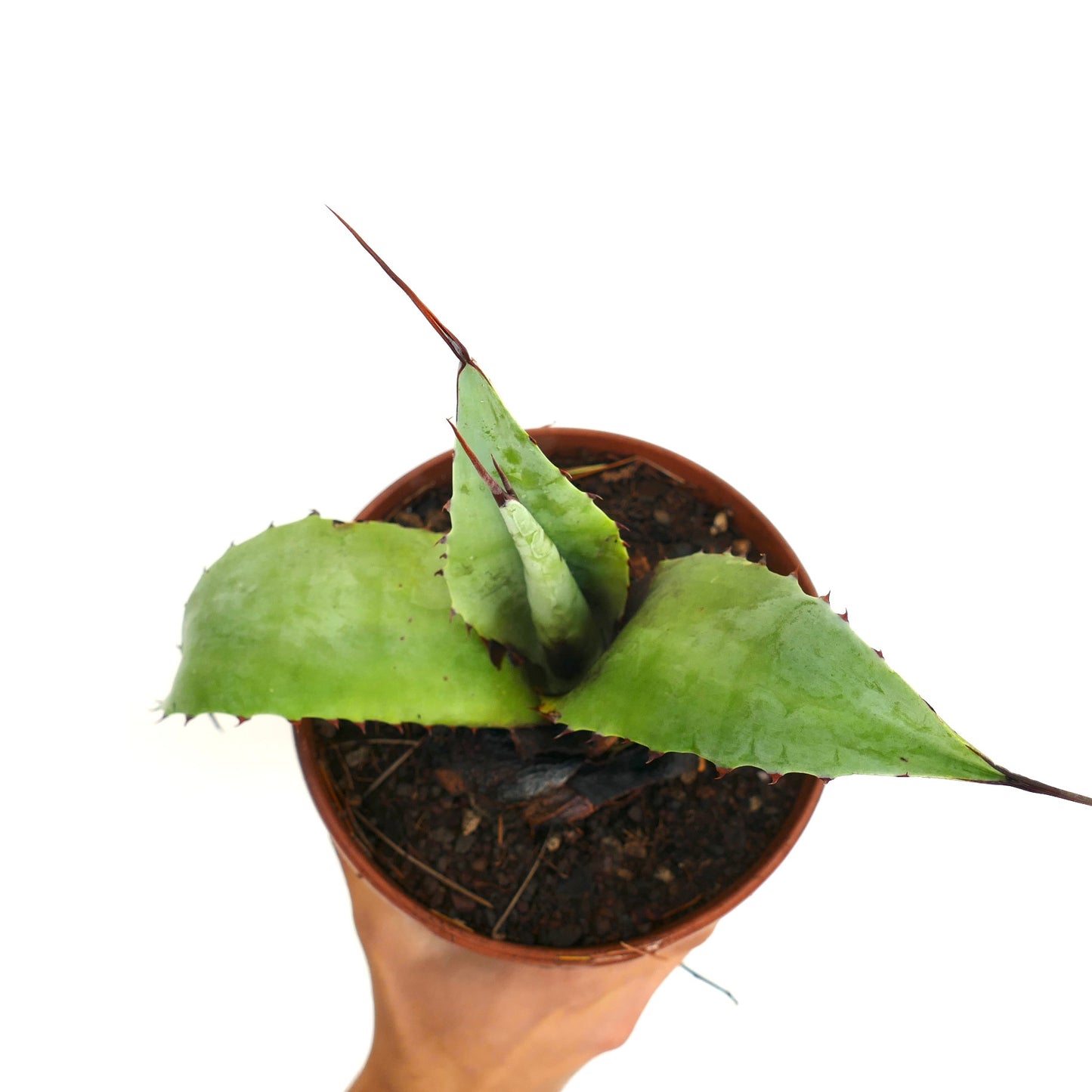 Agave celsii X Agave utahensis sukkulent med brede grønne blader og skarpe pigger